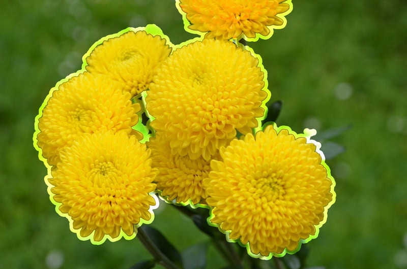 Da Noć Istraživača