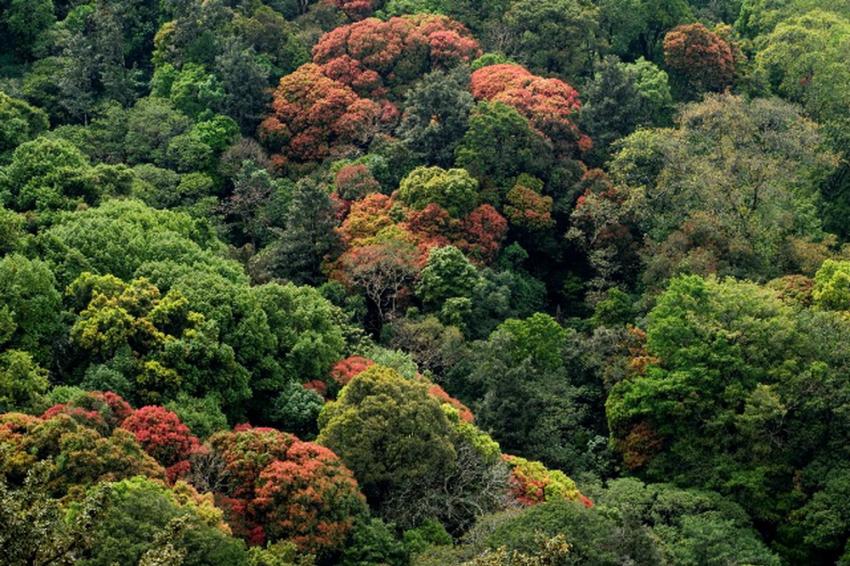 Flora i fauna tropskih predela Noć Istraživača