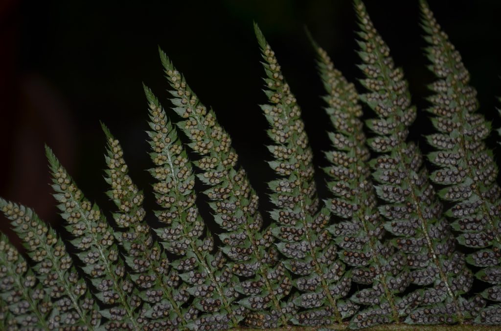 posun gen Night of the Explorer