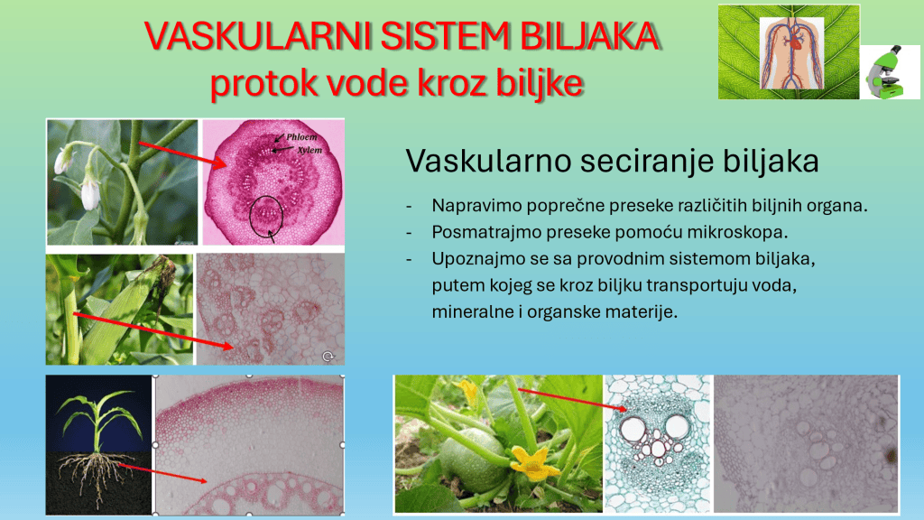 vask sistem biljaka Noć Istraživača