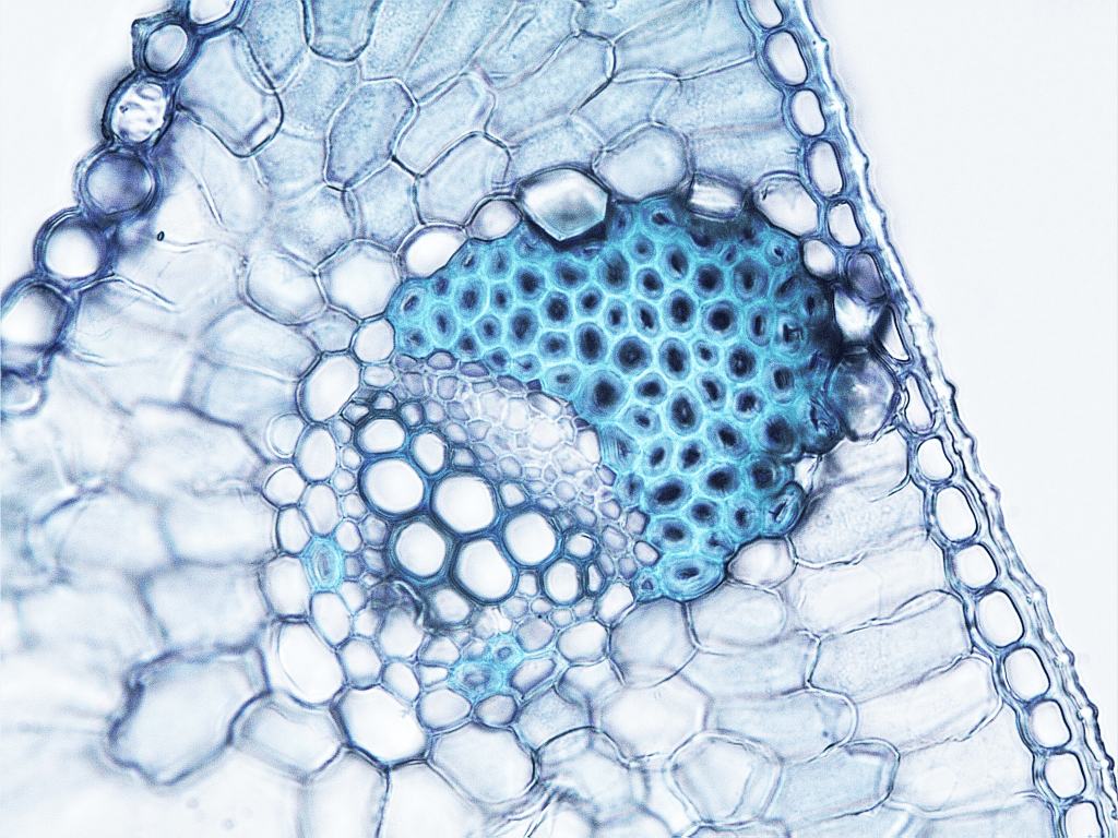 zeleni prilagodljivi Noć Istraživača