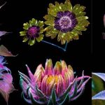 Indjija Slika za sajat Noć Istraživača