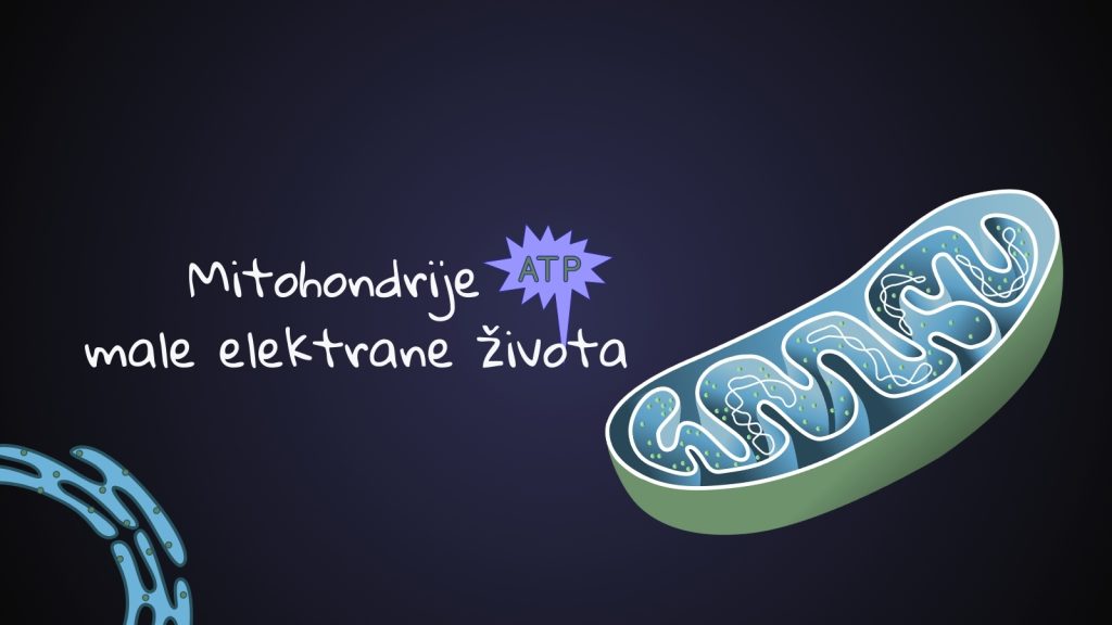 Mitohondrije – male elektrane života
