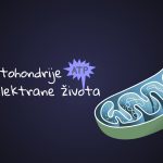 Mitohondrije – male elektrane života 1 Mitohondrije – male elektrane života