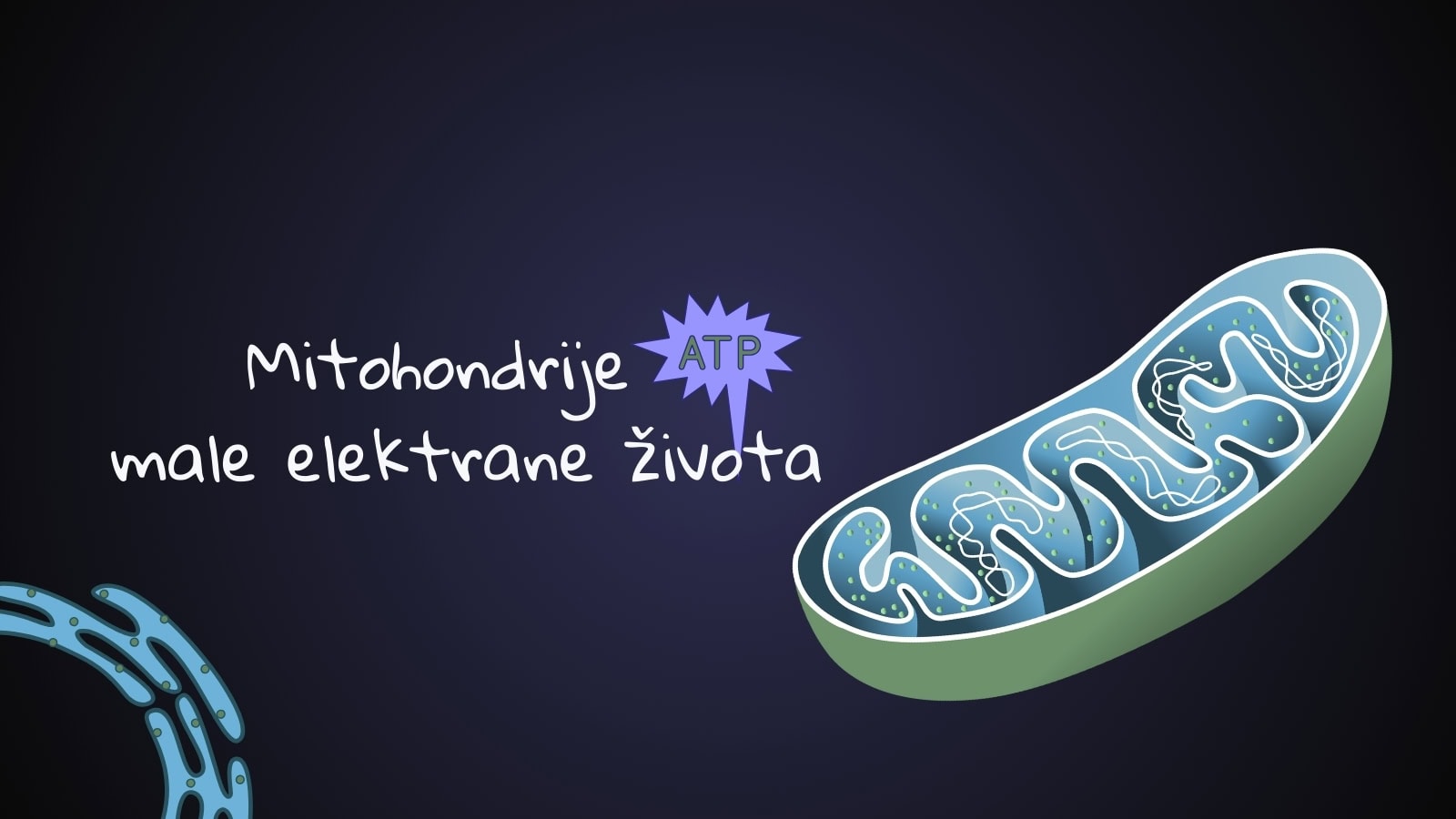Mitohondrije – male elektrane života