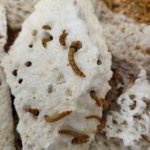 insekti Noć Istraživača