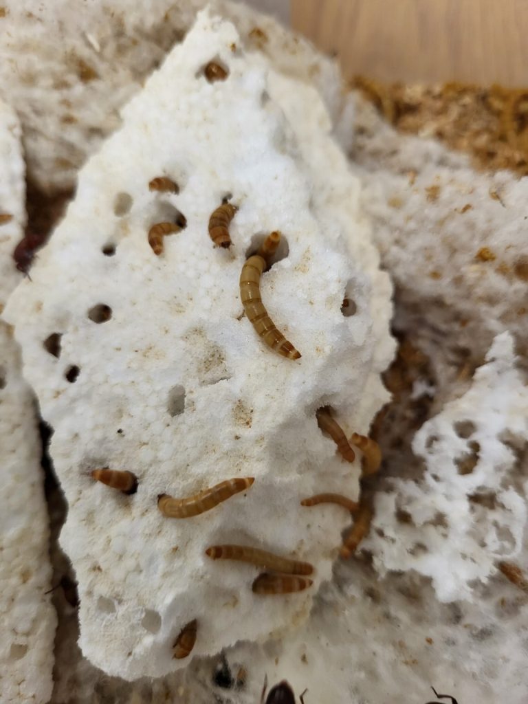 insekti Noć Istraživača