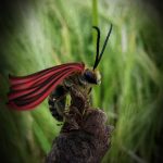 Upoznajte nevidljive heroje prirode – divlje pčele i ose! 1 ose Noć Istraživača